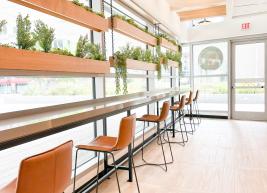 Bar-height stools with backs line a wall of windows with plants in bright daylight.